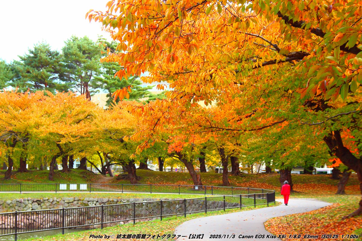 Shyokunin_k's tweet image. 「秋色の星、五稜郭 ─ 函館の紅葉が彩る季節」

皆さんどうも
本日の函館風景写真は📸🍁🍂🍃😁✌️
撮影日2025年11月3日、
秋晴れの空の下、函館・五稜郭公園を歩いてきました。
昼から夕方にかけて、穏やかな風とともに色づいた木々がまるで五稜の星そのものを包み込むように輝いていました🍂…