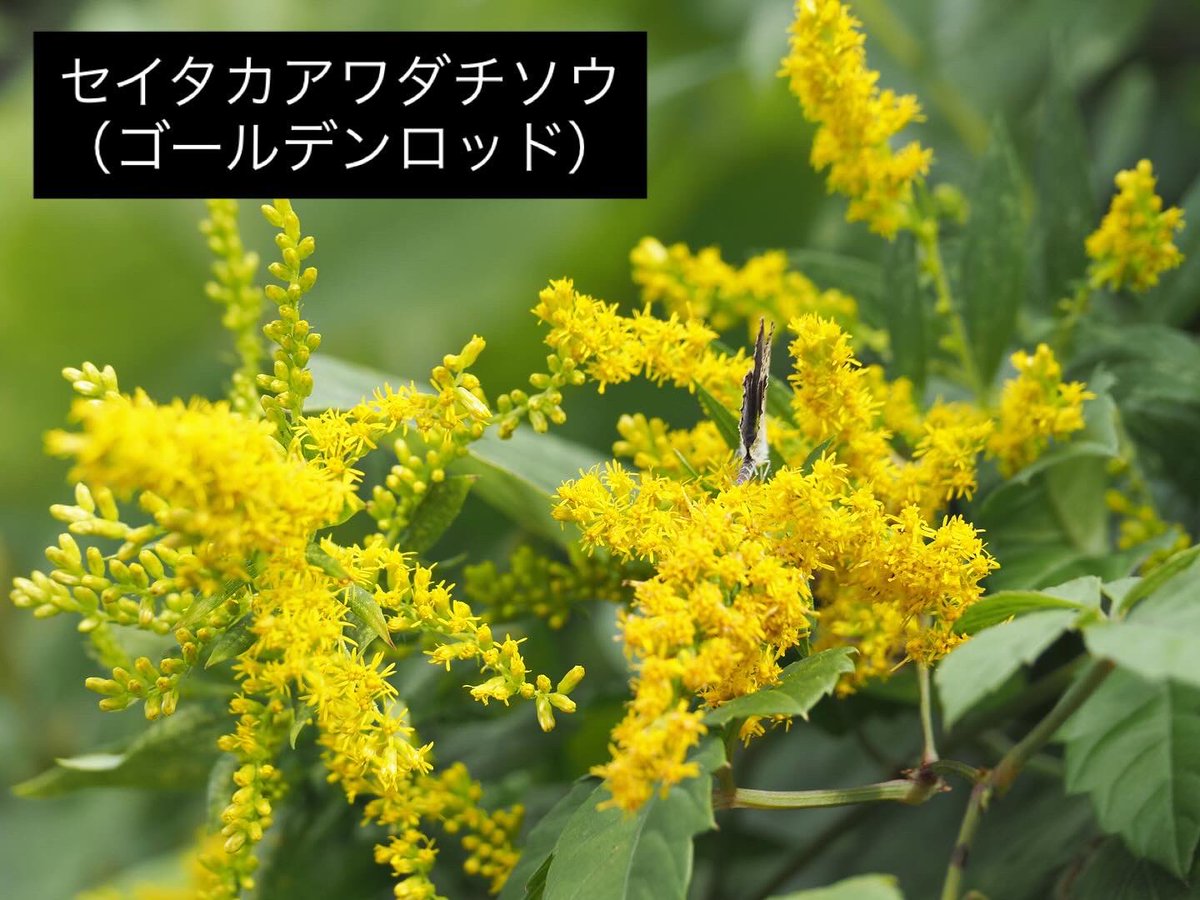 Sachiyo 🌏🕊️🌿🫖✨ on X