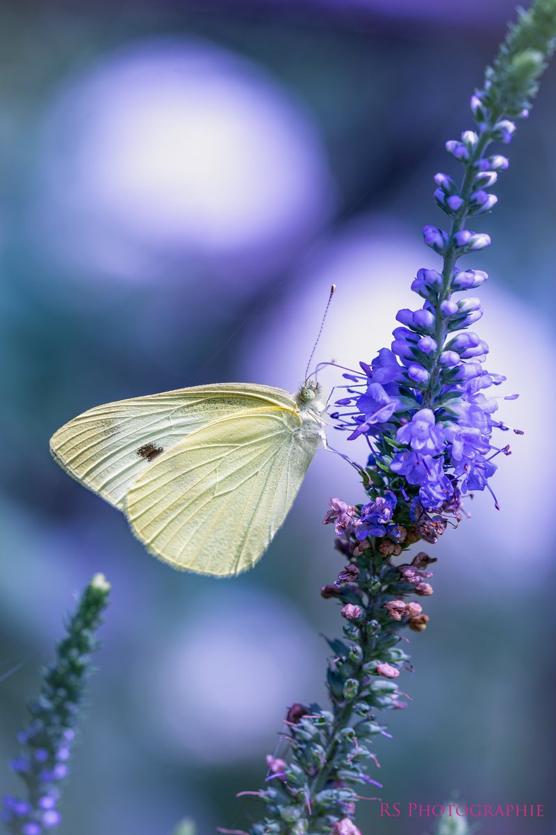 よるこ セール】 ビッグケーブル ボートネックプルオーバー （ニット