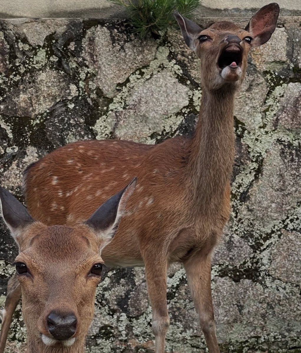 deershouldnt's tweet image. Geeking vs locked in