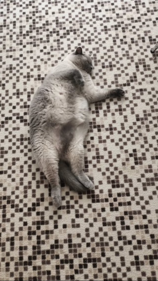 Yeni gedi aldım adı şümeyyesu