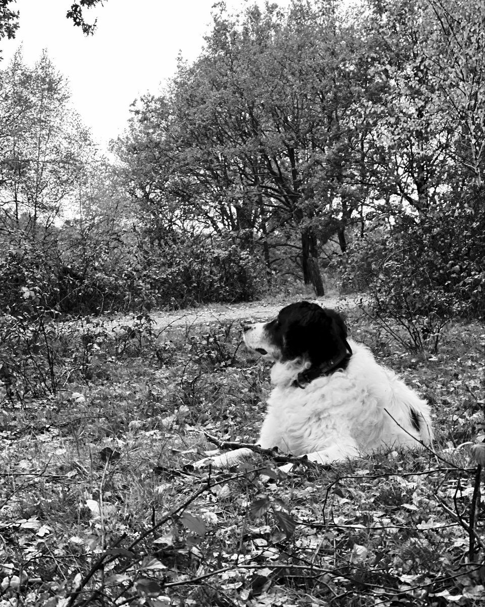 ManouWolff's tweet image. #blackandwhitephotography #GreekShepherd