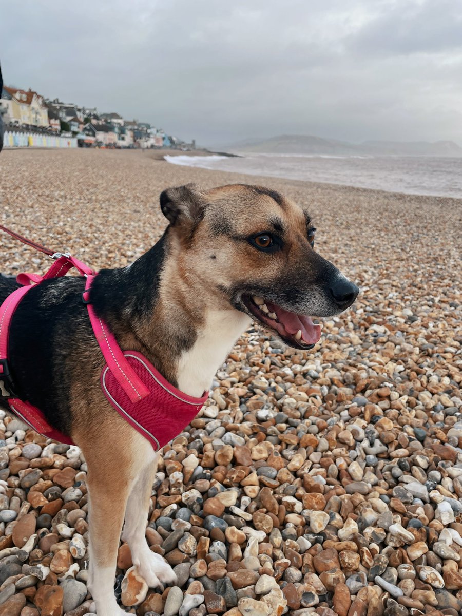 Taken Nymeria away for her birthday, we take this dog parenting thing very seriously 😹 🐕 ❤️ 🐾