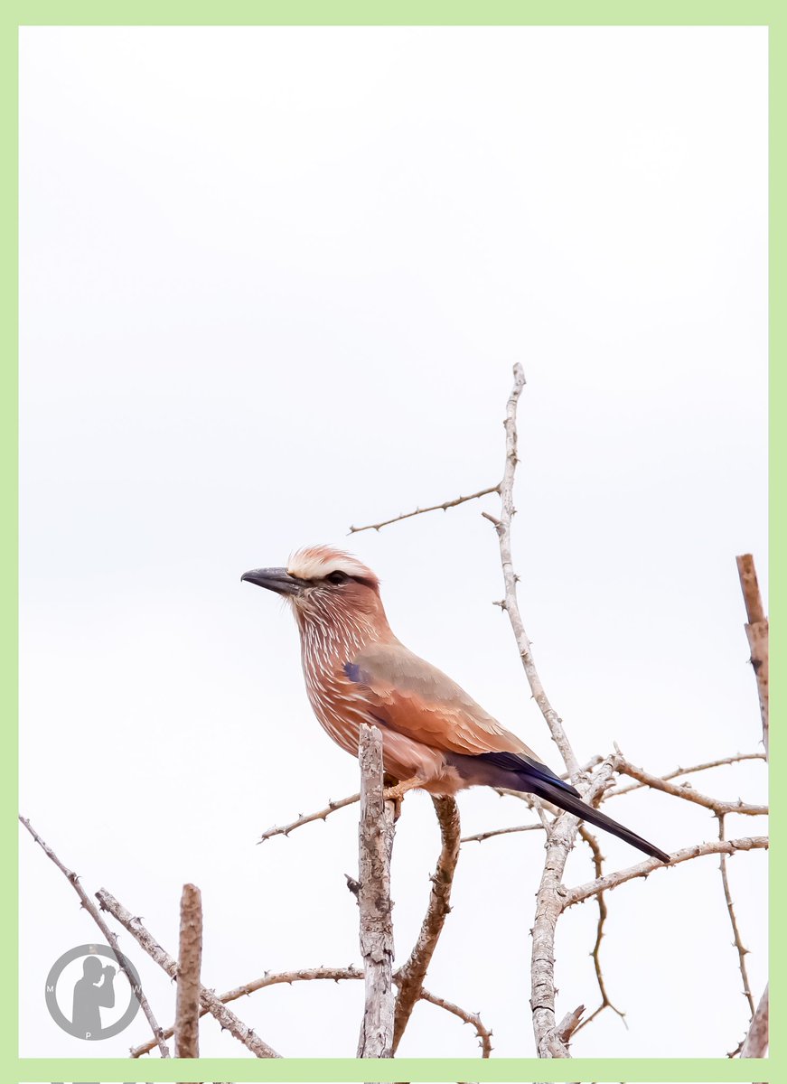 Purple Roller

Teita Estate Wildlife Conservancy,Taita Taveta County,Kenya(October 2025)