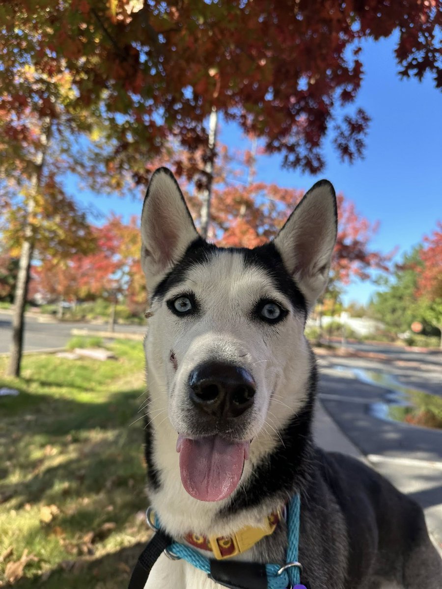 POV: You came for cute dogs but now you’re emotionally invested in Lunna’s healing arc.
She’s quiet luxury meets cottagecore recovery — shy, soft, slowly learning that love’s a safe place again.
She’s 44 lbs of gentle bravery waiting for her soft life era. ✨
🐶 A902159