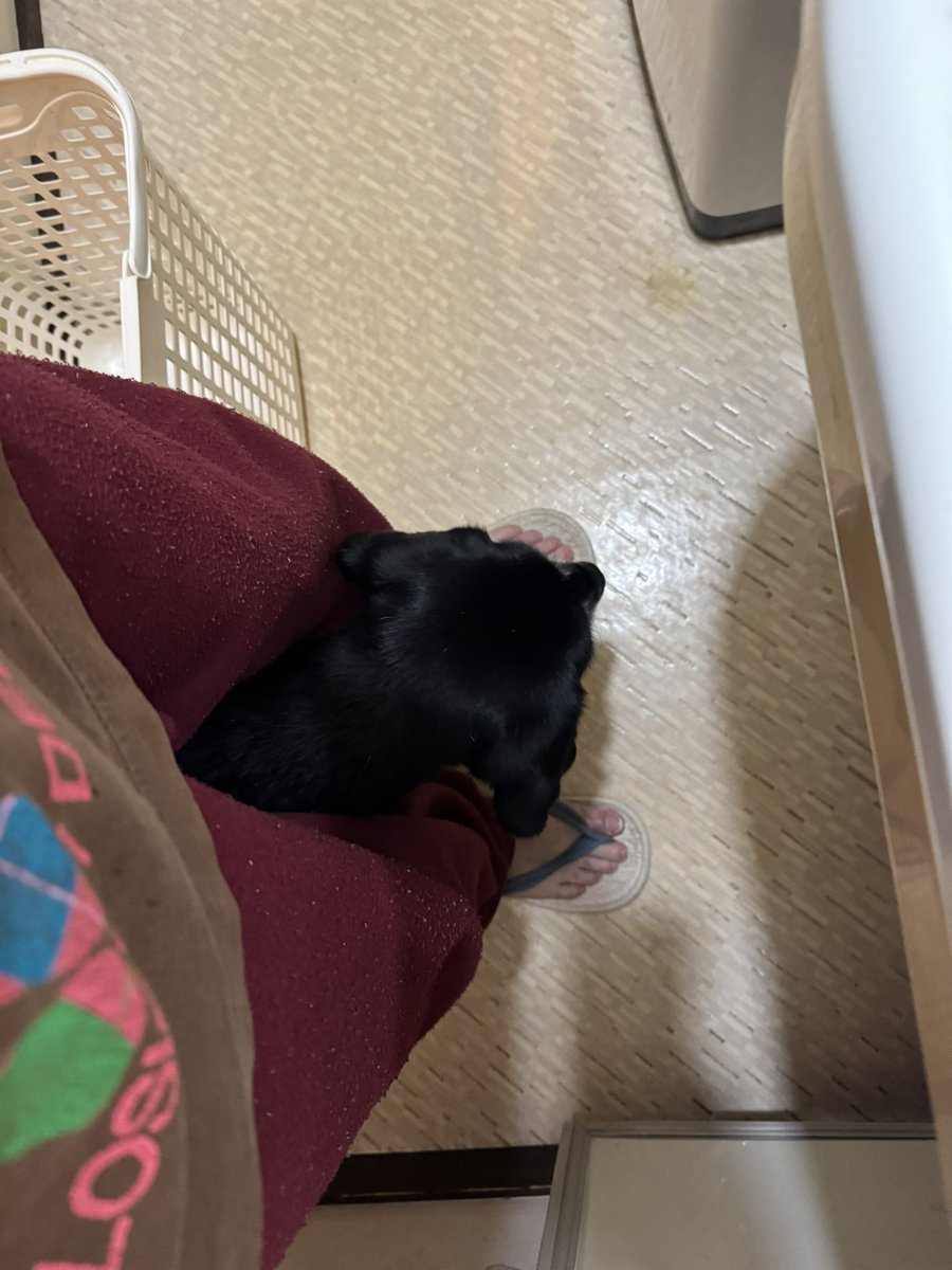 メル愛犬溺愛 メル愛犬溺愛ページ 🌻メル🐕‍🦺 on X