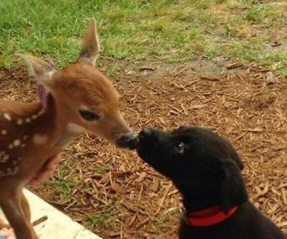 Deer in Places they Shouldn't Be tweet media