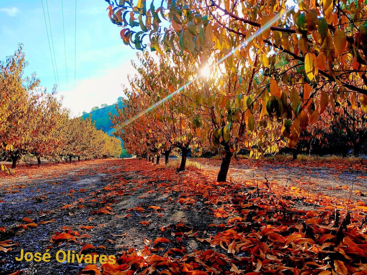 ComplejoAtalaya's tweet photo. En otoño. Disfruta de Cieza y su entorno en el Complejo Rural Atalaya. Con un precio y calidad, sin igual!!!.  
Para su alojamiento, rutas , talleres, cursos y otros eventos en Cieza. Información y reservas: https://t.co/x51pfMcbbG. 
Teléfono: 694469490. https://t.co/Ae1ikYG1eh