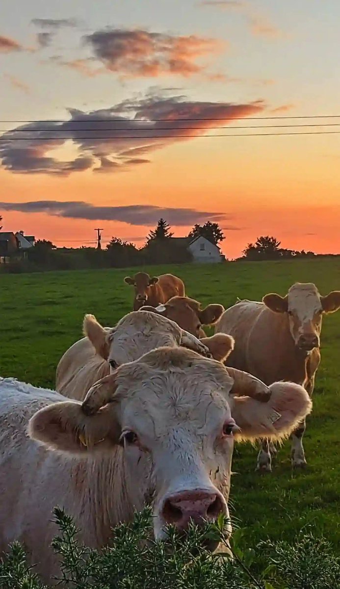 ThisIsIreland3's tweet photo. Sunset with company, near Raphoe ๐ฎ
๐Co. Donegal, Ireland โ๏ธ
๐ธ Lucas Maverick
#Raphoe #Sunset #Ireland #Donegal #Cows https://t.co/yoVyI20o3I