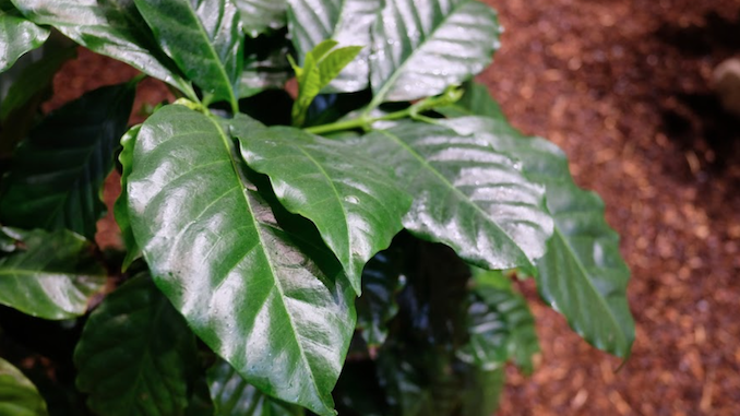 STAC_USP's tweet photo. ☕🌱As folhas de café podem se transformar em tecnologia sustentável! Um estudo mostrou que nanopartículas obtidas dessas folhas podem ser usadas em diversas aplicações, desde na saúde até em dispositivos eletrônicos biodegradáveis.

Confira: https://t.co/5Jed0RlhYh https://t.co/CXbw1bu8Ri