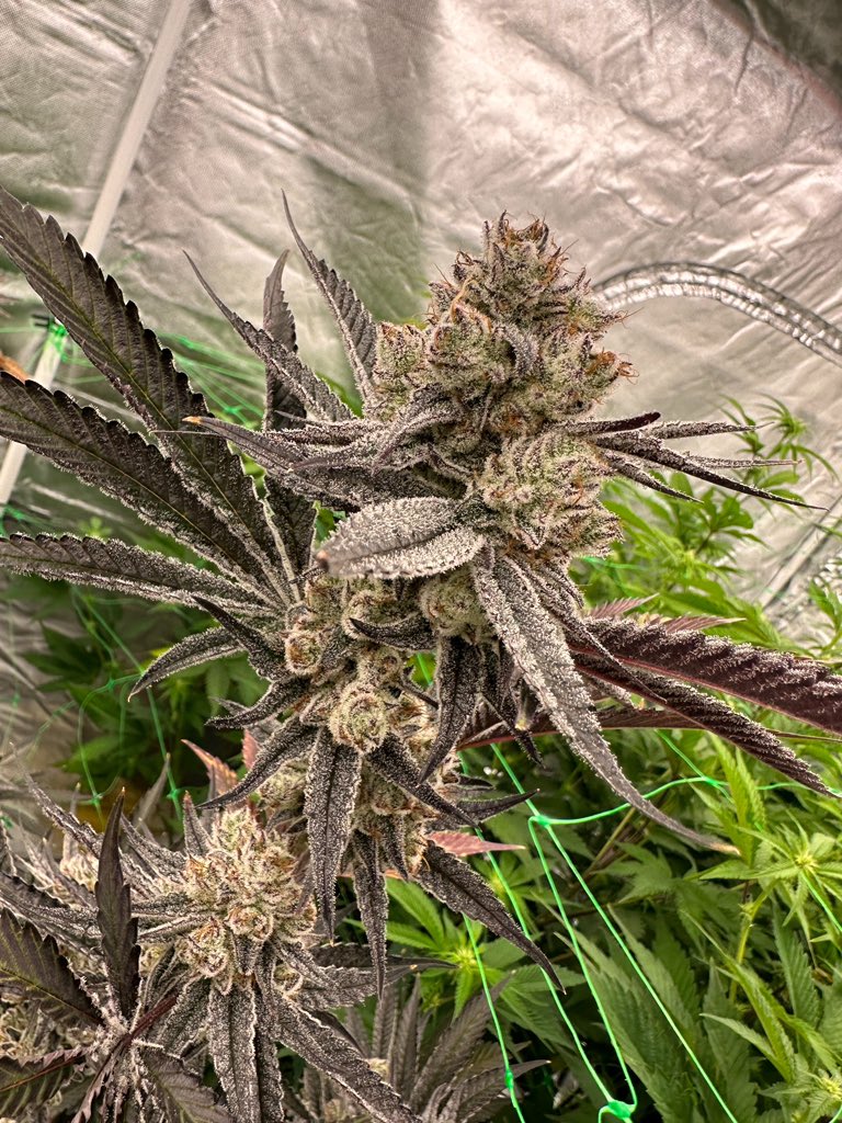 Harvest💚✅
What a Color Different 👌🏼