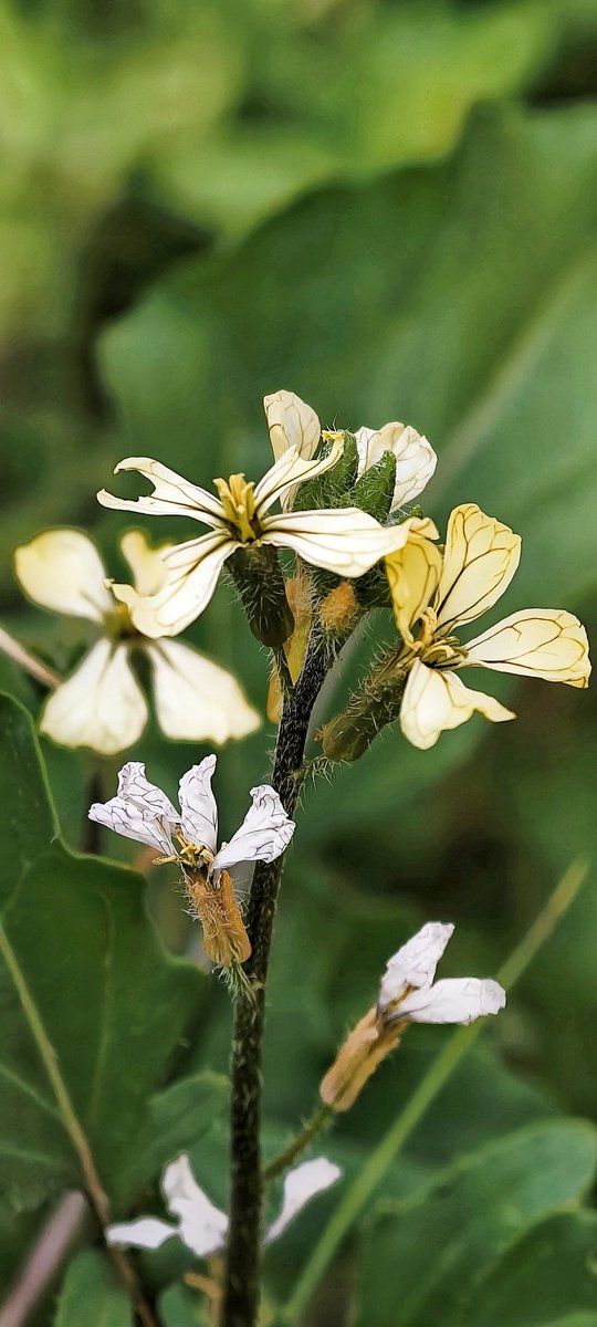 SadamSamee's tweet image. Good evening friends, hope your Monday is spent well🌸✨

#MondayMotivation #NaturePhotography #MacroMagic #WildlifeMoments #InsectPhotography #FlowerPhotography #NatureVibes #VivoX200Pro