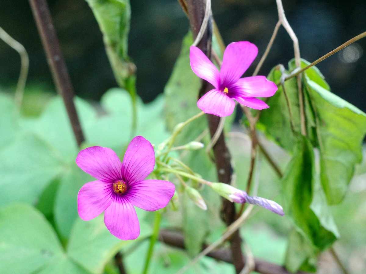 山城🈟ｲ➄ on X