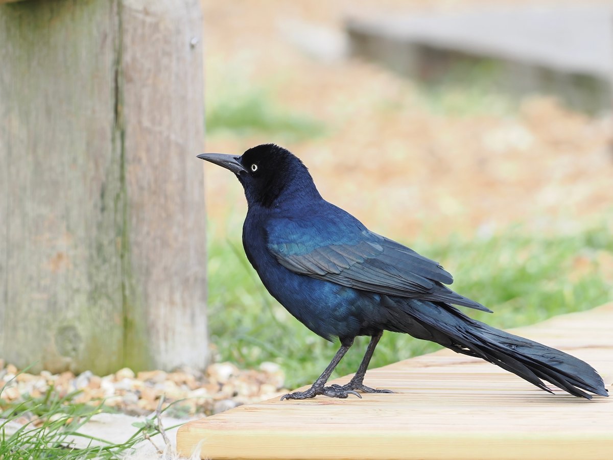 Went to bed last night thinking I was going down to Calshot nr Southhampton for Great-tailed Grackle, woke up this morning to find it had turned into a Boat-tailed Grackle! The bird showed really well, wild but clearly ship assisted, so destined to never be added to the UK list🤔