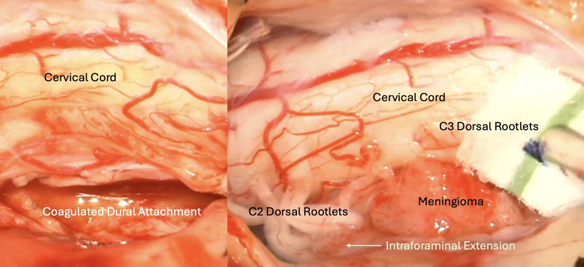 Tyler Scullen tweet media