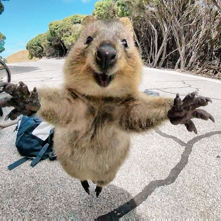 •ᴗ• tweet media