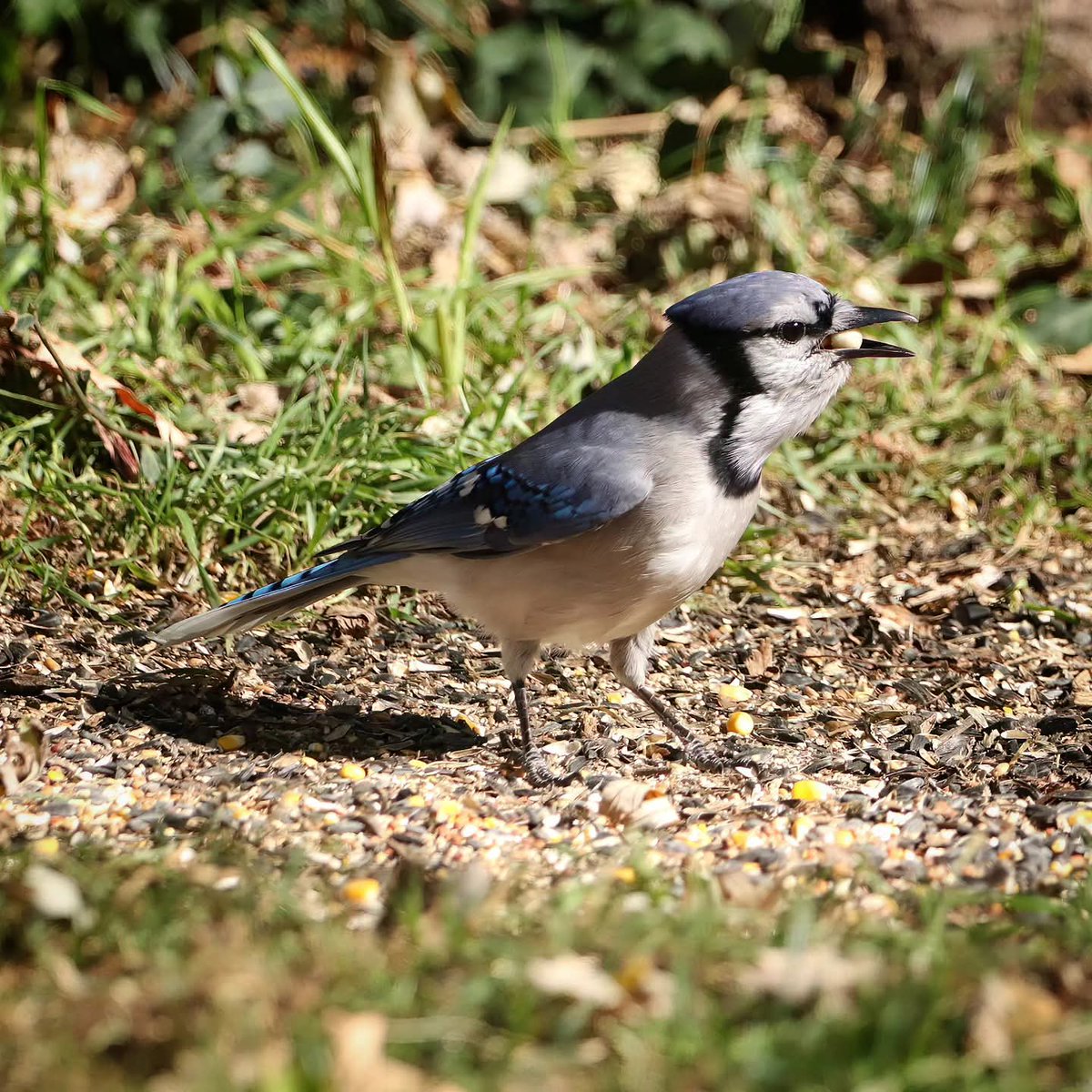 birdhouse_love's tweet photo. Looking for just one more shelled peanut!
#bluejaybird #bluejays #birdlife #bluejayantics #birds #birdlovers #shelledpeanuts #shelledpeanut #peanuts #ohiobirdworld #ohiobirdlovers #birdwatching #birdwatchers #birdwatchersdaily https://t.co/9QcdZc08FW