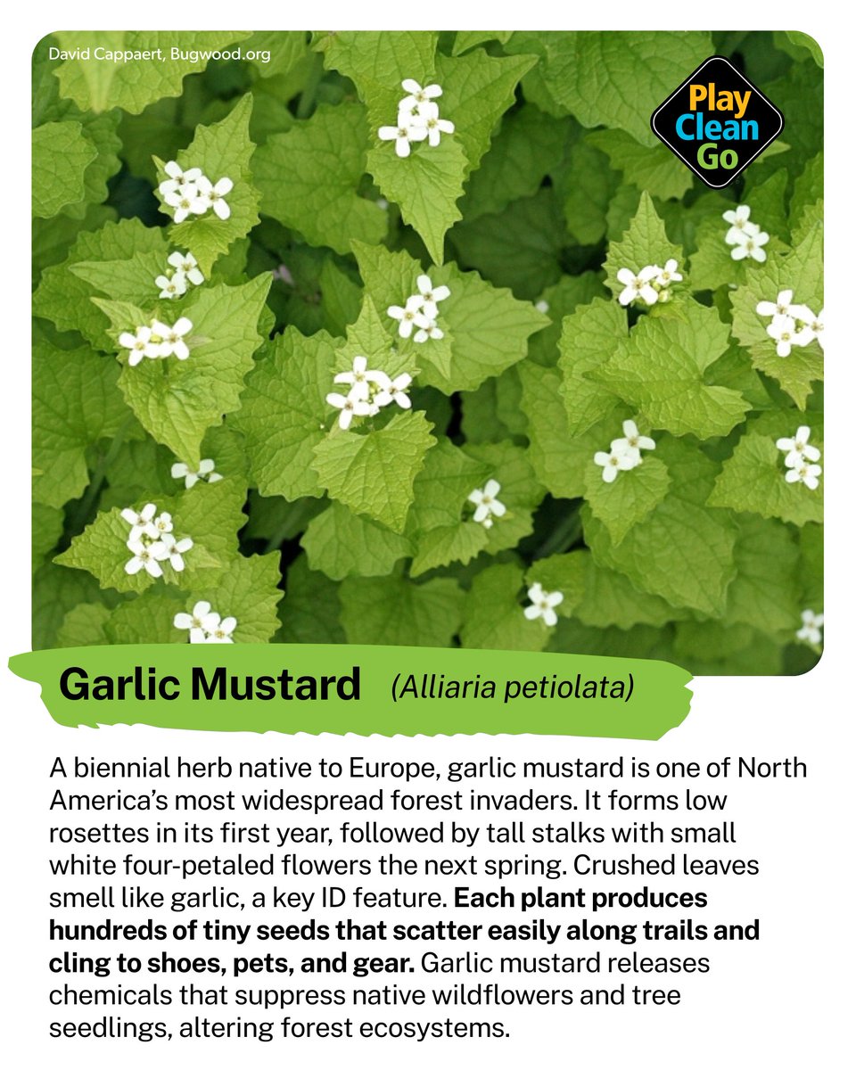 That strong garlic smell on your favorite trail this time of year might not come from the kitchen… it’s garlic mustard (Alliaria petiolata), one of North America’s most widespread invasive plants. 🌿

This biennial herb was introduced from Europe in the 1800s and quickly escaped