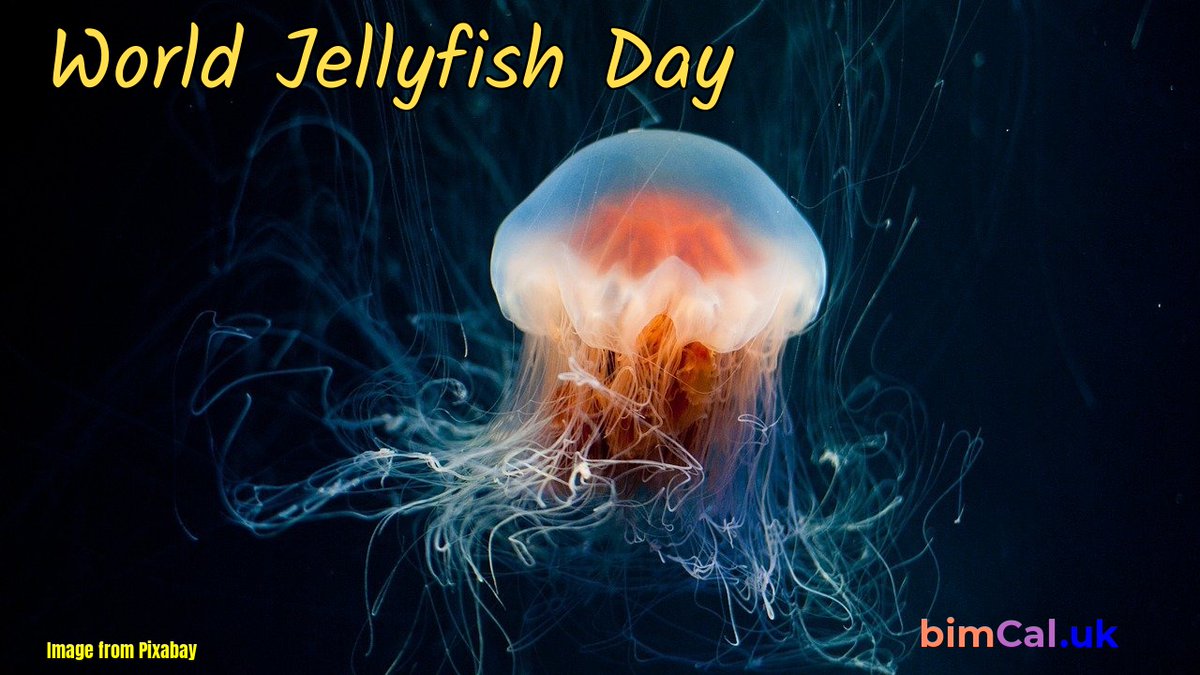 getaclutrivia's tweet image. 11-3-25 BCQ: How many body orifices do true jellyfish have?

#getaclutrivia #funtrivia #bringyourfriendsandfamilywithyou #smarterthanyouthink #mondaynighttrivia #mingo #generalknowledgetrivia #raffleforfreedrink #minitrophy 👓🥸🎤🎟💰🥇🥈🥉🏆