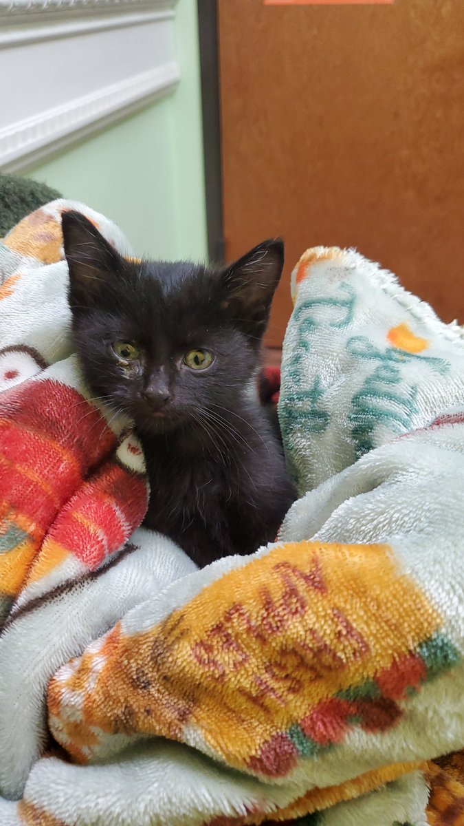alsoknownasRemy's tweet photo. Today's #spicy festivities are temporarily on hold due to finding kitty under hood of our car...  Vet visit today 🐾🐈‍⬛🏥😻

#Caturday #kitty #CatsOfTwitter #squeeks #blackcat #happyhalloween https://t.co/5QF766cOkg