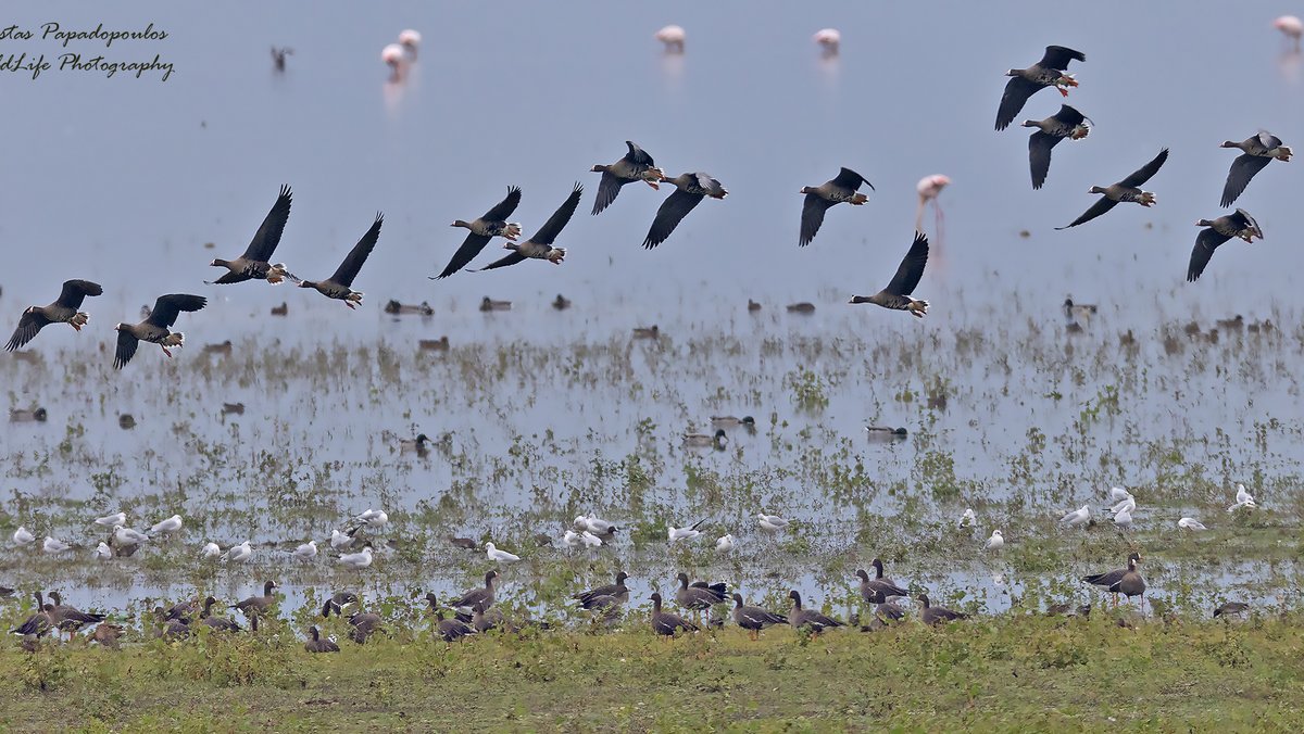 ornithologiki's tweet photo. 96 #Νανόχηνες χαίρονται τα υγρολίβαδα της αγαπημένης τους Λίμνης Κερκίνης, ανάμεσά τους και δύο πουλιά που έχουν σημανθεί με δορυφορικό πομπό στη Νορβηγία από τους συνεργάτες μας στη @Fuglevern. 

Παρόντες πλέον και ο διάσημος 🔵Mr Blue με την οικογένειά του!
#BirdsKnowNoBorders https://t.co/XqCAzi8pMU