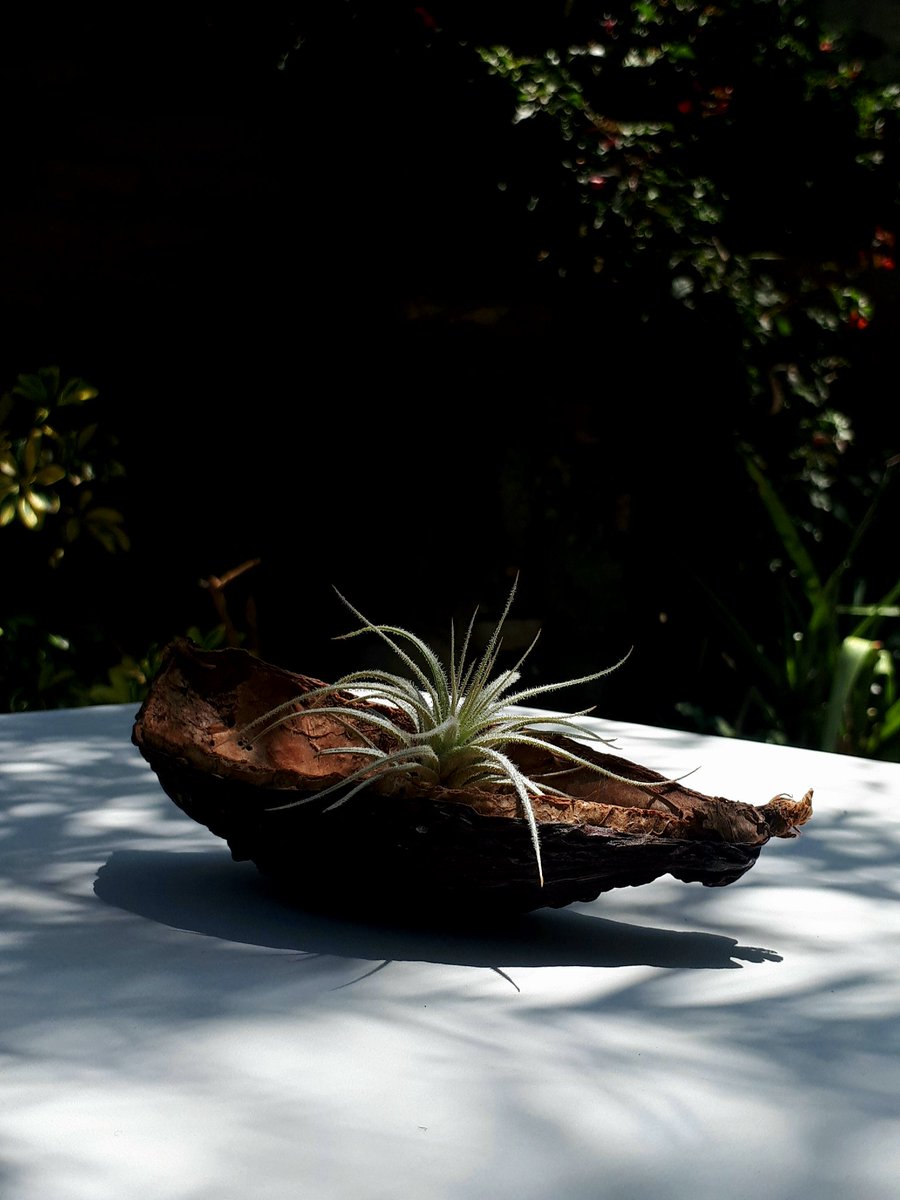 WaikuEcuador's tweet photo. El Navegante
#cacao #chocolate #tectorum #tillandsia #plantasnativas #decoración #bromelias #Ecuador https://t.co/YLNDbondZu