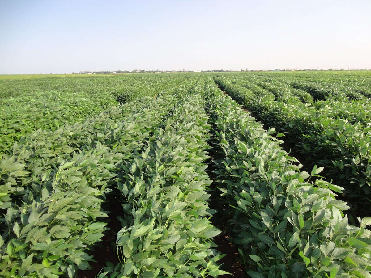 Osmano08's tweet image. صورة حقيقة وليست AI 

تغذية بصرية من دولة السلام والإنسانية 🇸🇩

موت بقهرك 😴✋🏻