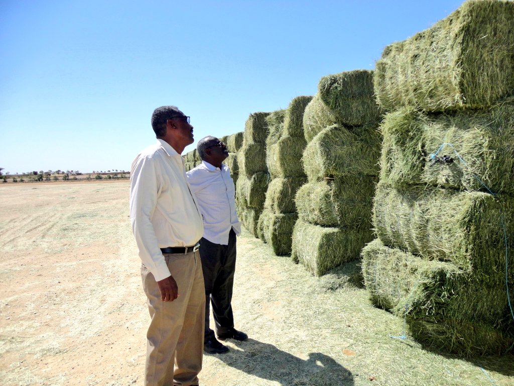 Osmano08's tweet image. صورة حقيقة وليست AI 

تغذية بصرية من دولة السلام والإنسانية 🇸🇩

موت بقهرك 😴✋🏻