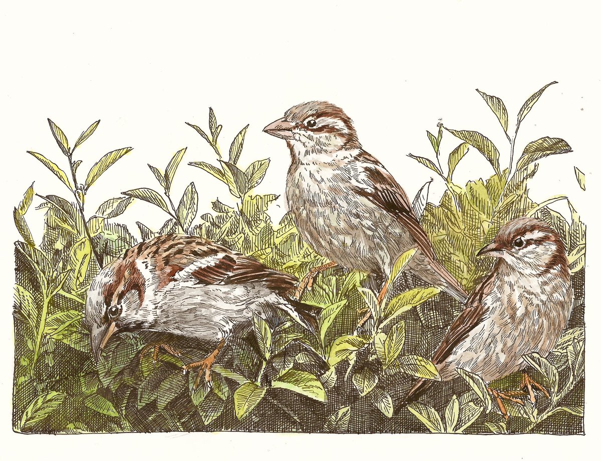 AtelierGeeraets's tweet image. Hoi goedenavond. Ik heb mussen getekend. Ze zitten in een bosje. 

‘Voed me knul!’
21 x 29,7 cm 
Inkt en aquarel op papier 

Delen is lief