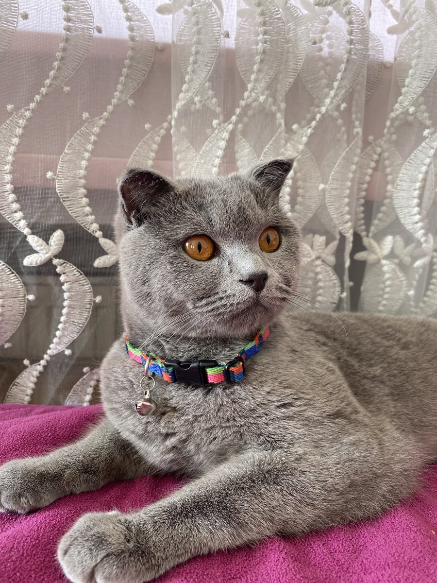 Kedim uzaya gitmek istiyor evcil hayvan kabul ederler mi?