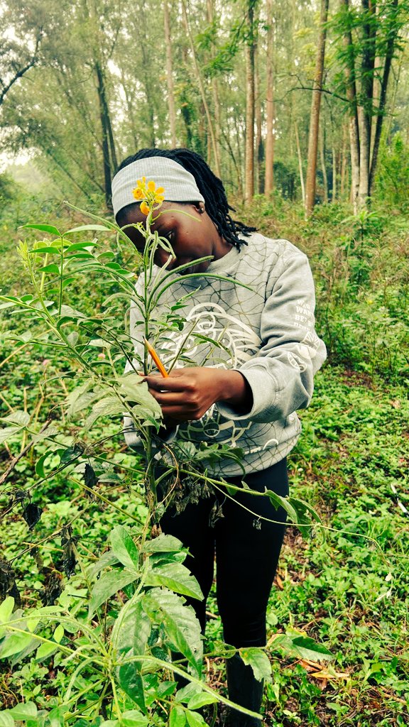 CoEBrwanda's tweet photo. 🌿UPDATES 🌿
After an insightful week of training on plant collections at #Ruhande Arboretum, @RwandaHerbarium interns are now set to advance their skills through georeferencing training this week ,  strengthening their capacity in biodiversity documentation and research https://t.co/SpGSY9Ls2z