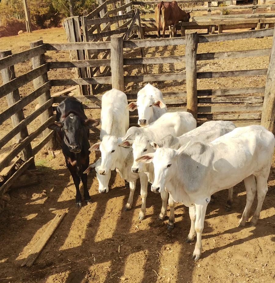 pcmgoficial's tweet image. CAMPO BELO: Trio é preso pela #PCMG durante operação Curral Fechado. Eles são investigados por furto qualificado de gado e associação criminosa. Além das prisões, a ação resultou na recuperação de seis novilhas. #CampoSeguro