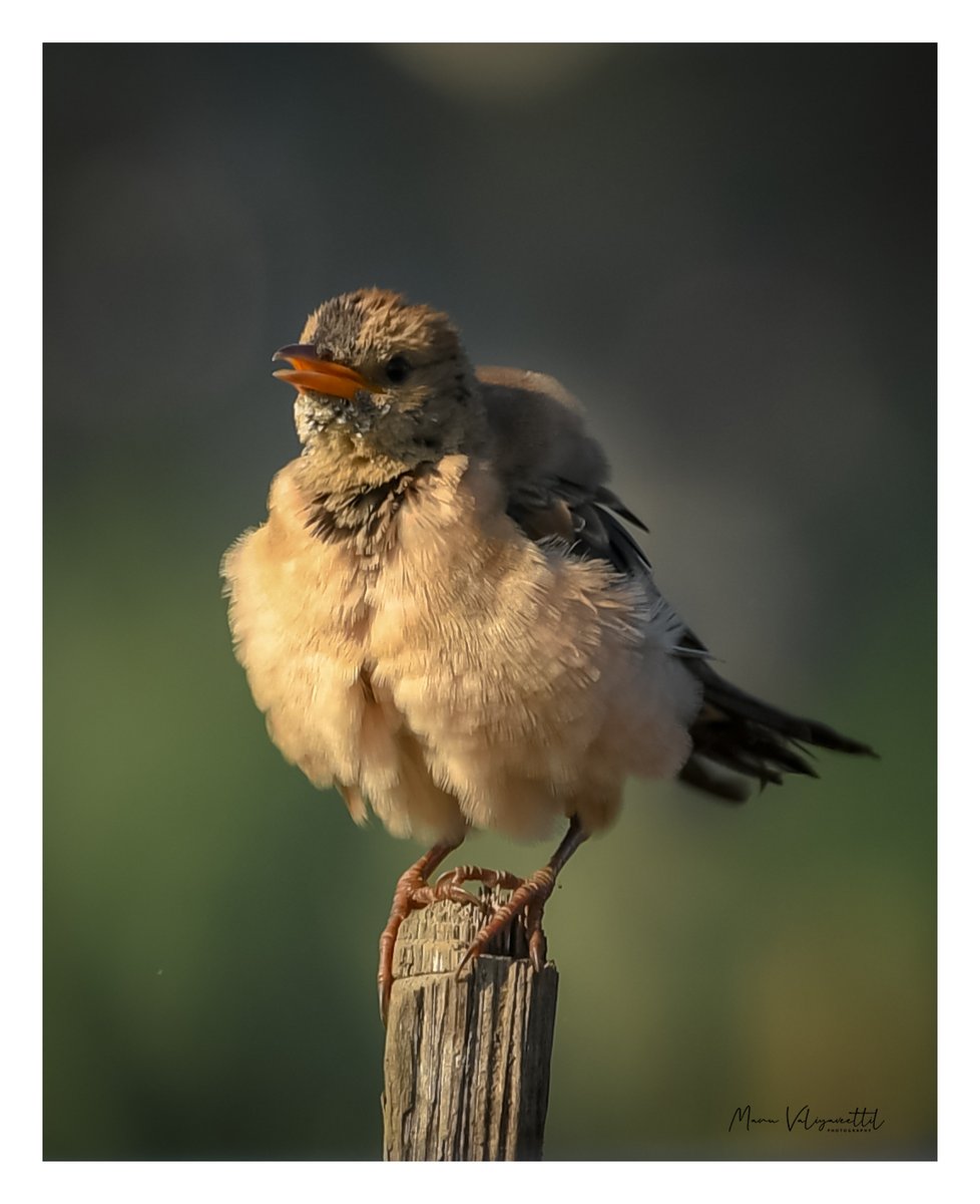 Morning light and soft feathers.... perfection in simplicity #birds #wildlife