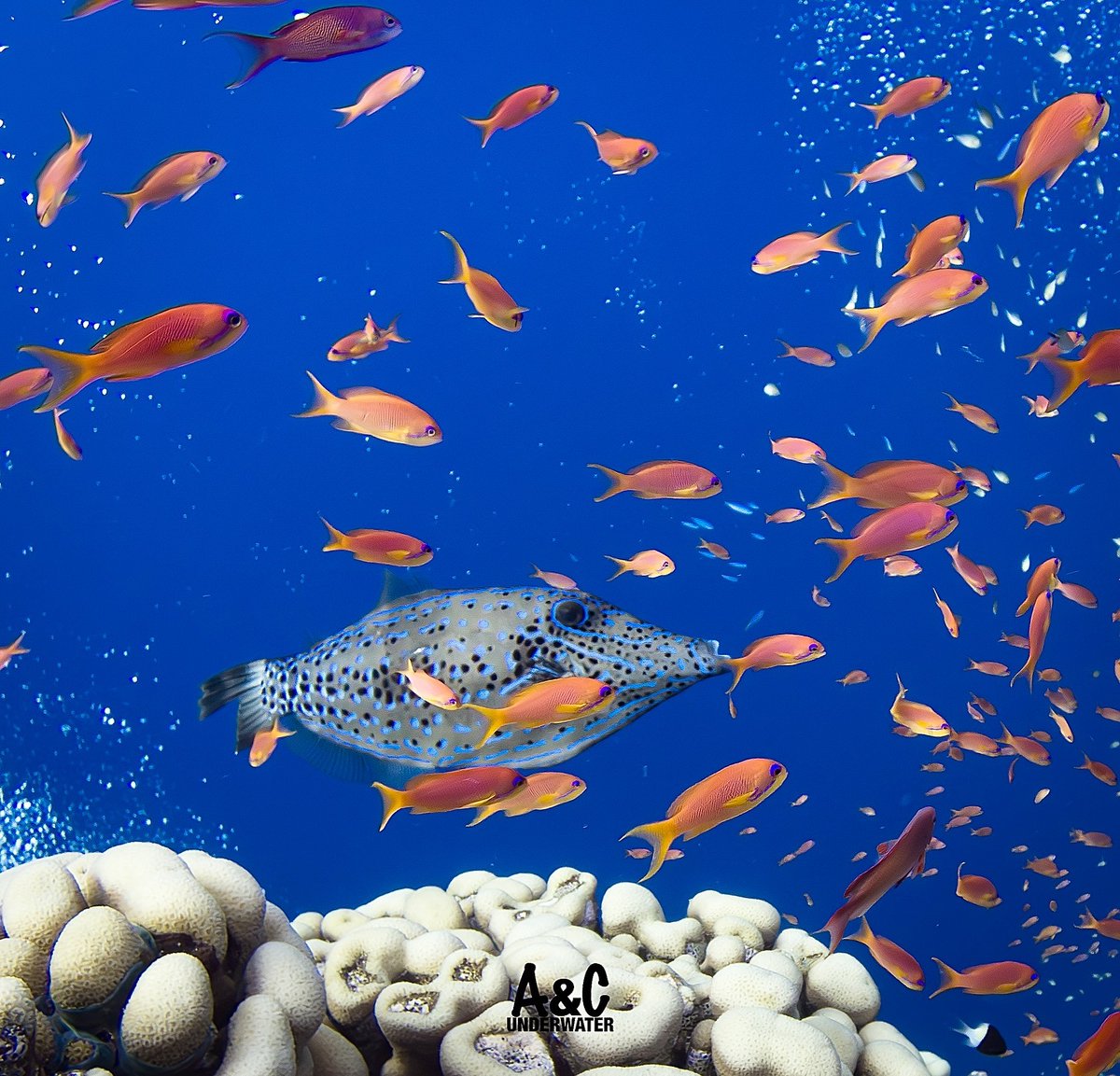 SeaLifeCameras's tweet photo. 📸:@armandcaro_uw - thanks for sharing! Taken with SeaLife Micro 3.0. Learn more: https://t.co/RJKUOAzQGs
#MerRouge #Egypte #sealifecameras #sportdiver #sportdiverultra #micro3 #rm4k #seadragonlights #scubapro #vacation #travel #adventure #scubadiving #diving #snorkeling https://t.co/Q3faIKcR6t