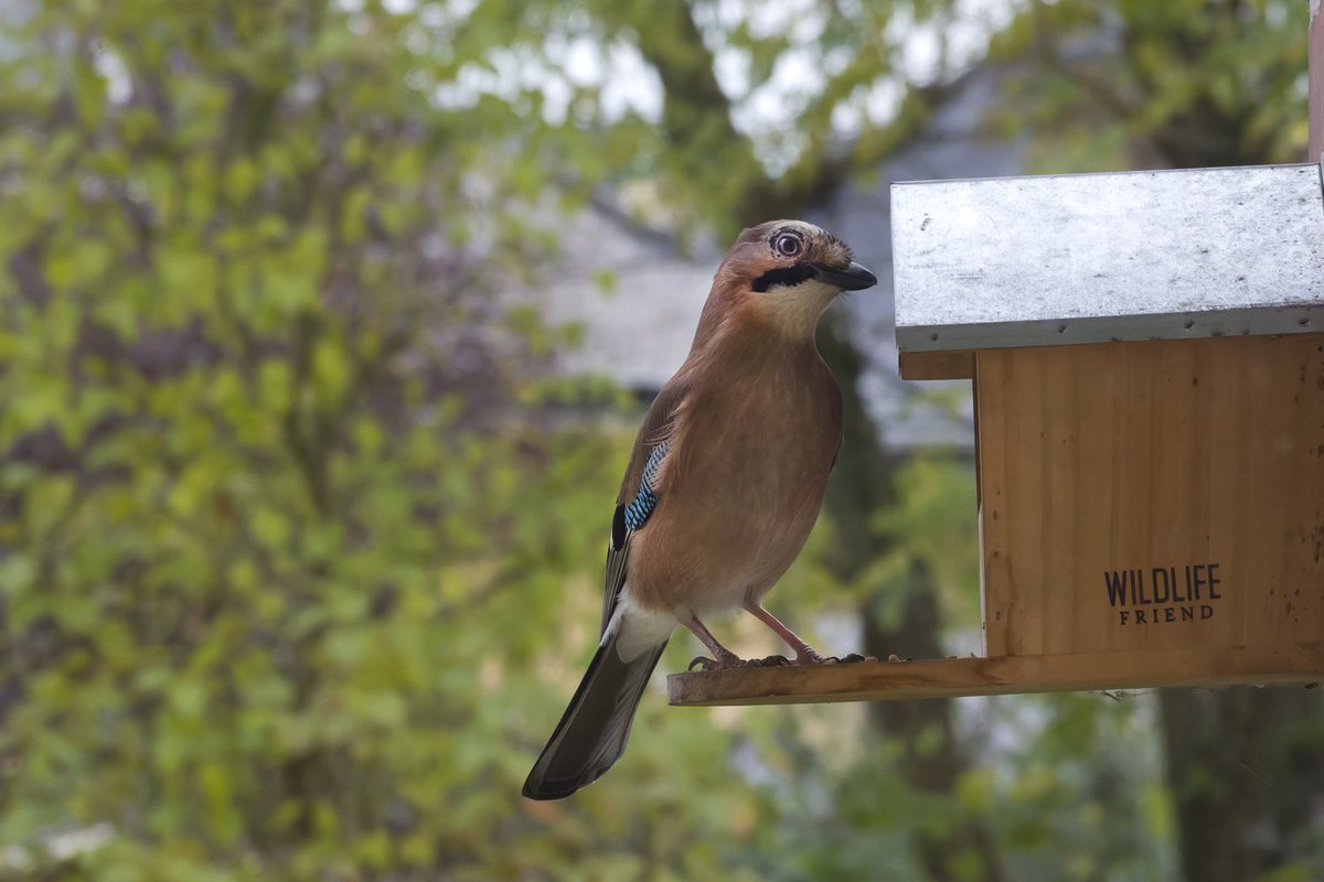 Ein Eichelhäher lässt sich auch immer mal auf meinem Balkon blicken. 🤩