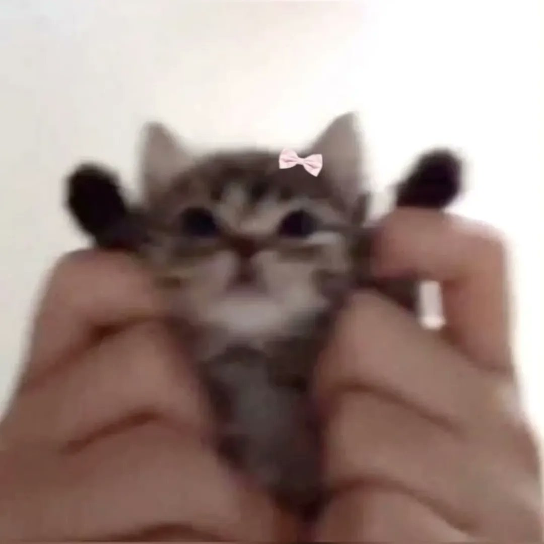 Catsillyness's tweet photo. https://t.co/2L4gtNbEJ4