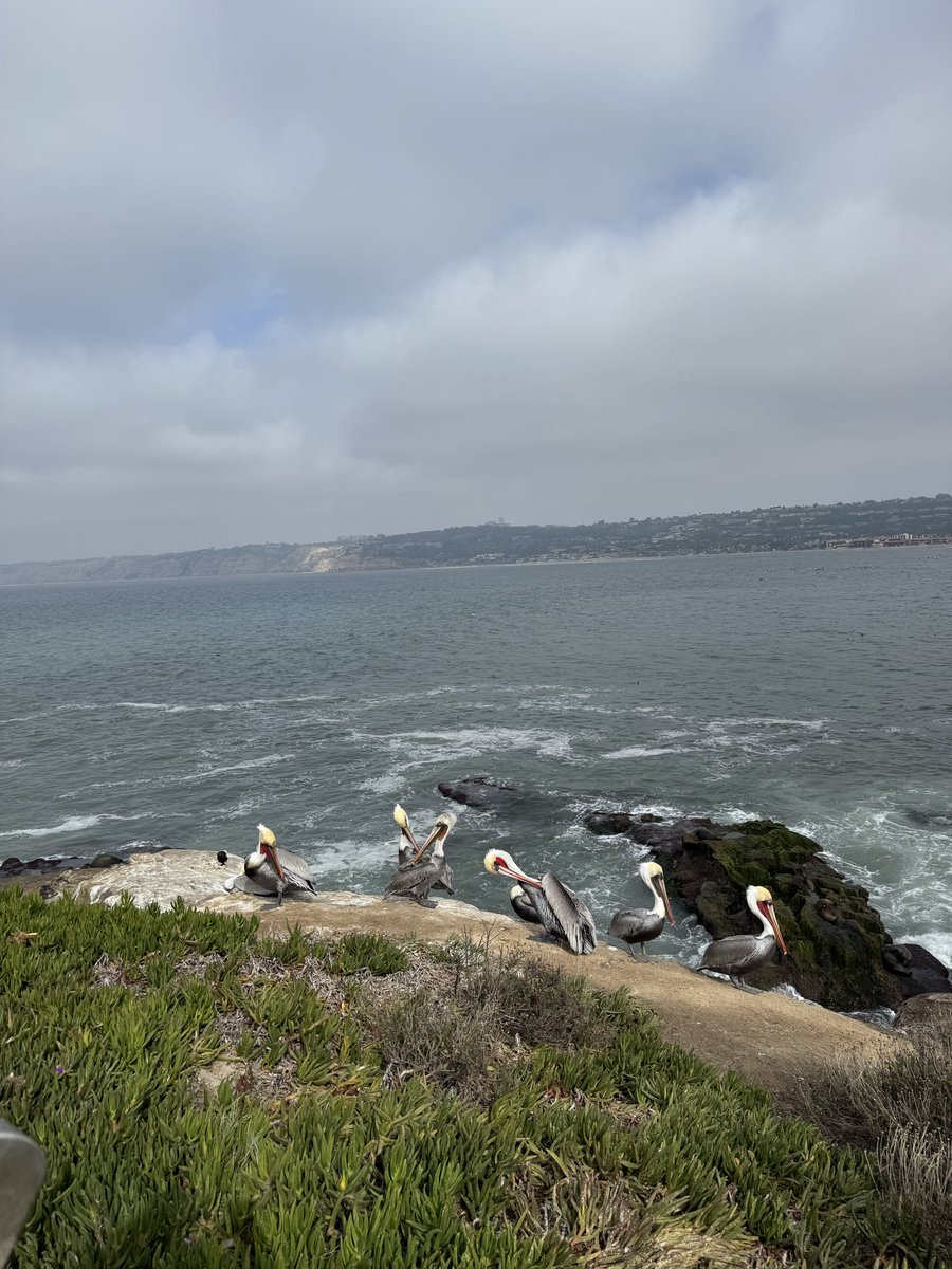 classredefined's tweet image. Afternoon in La Jolla, CA.