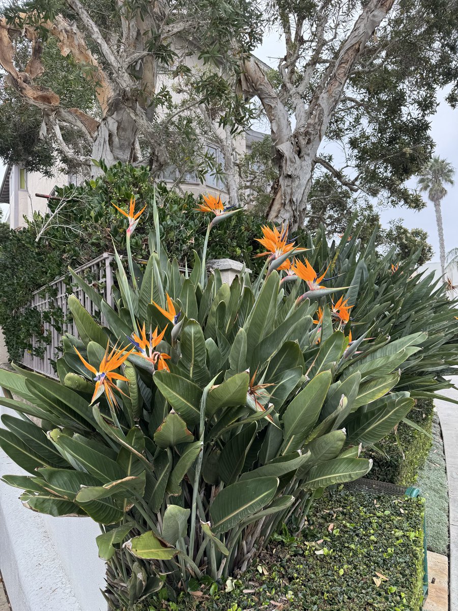 classredefined's tweet image. Afternoon in La Jolla, CA.