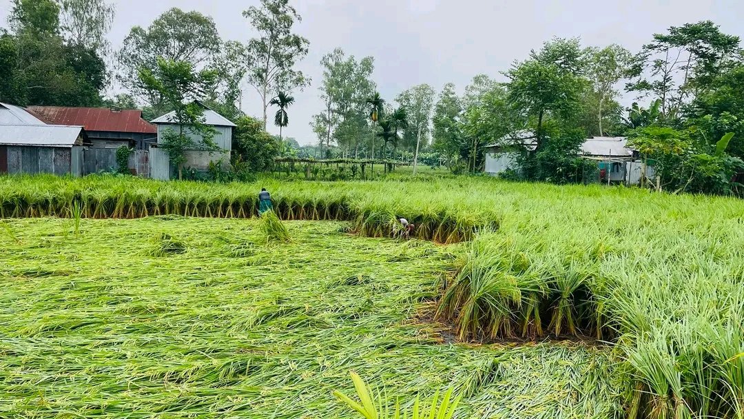 মাদারগঞ্জে টানা বর্ষণে আমন ধানের ক্ষতি কৃষকের মাথায় হাত
