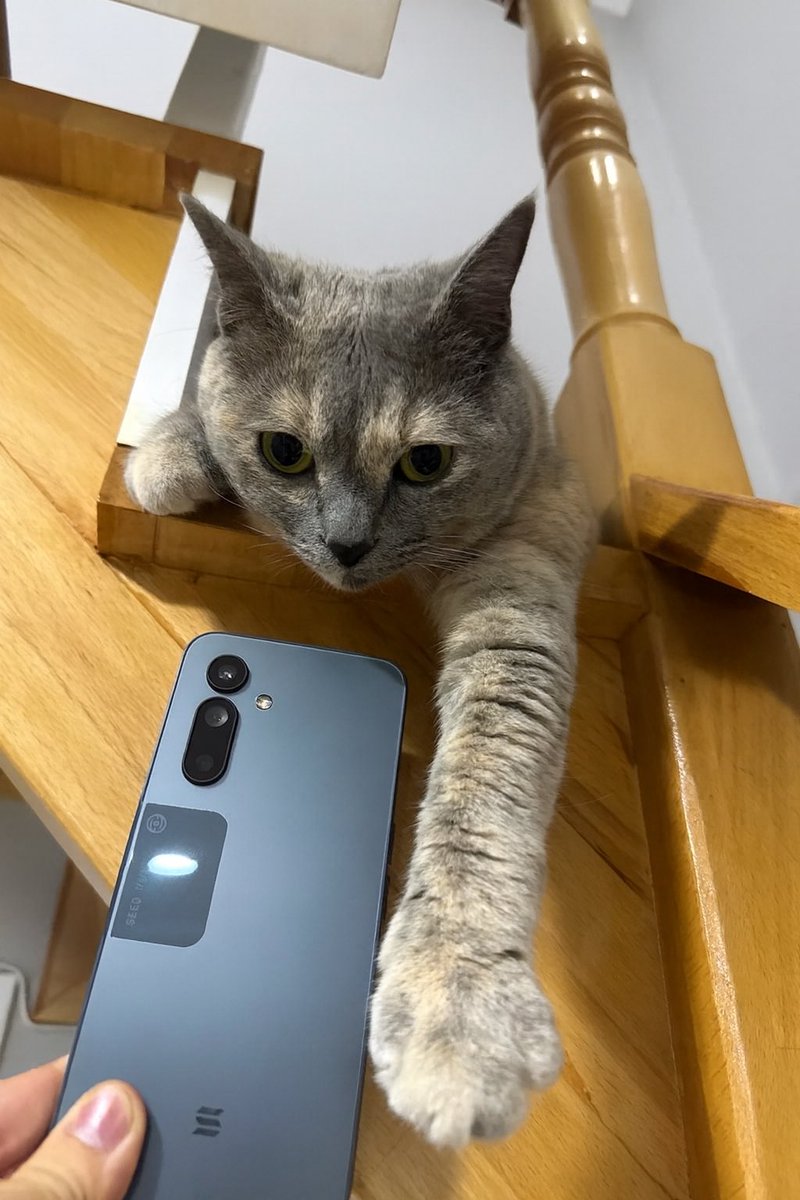 Just Elizabeth Cat tweet media