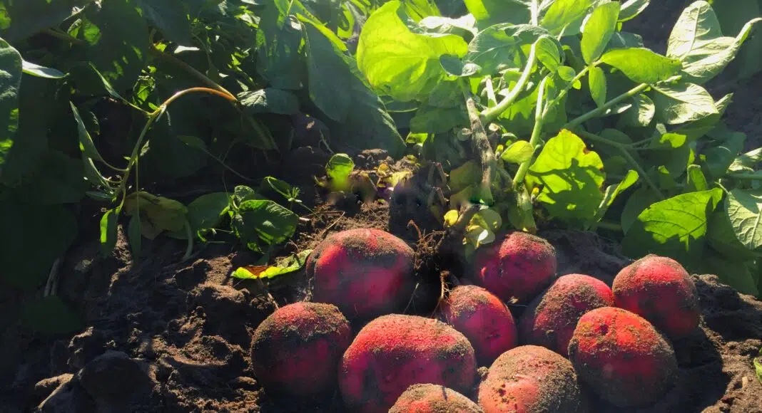 2025 has highlighted the climate challenges facing Canadian potato growers. Ryan Barrett shares how irrigation, new varieties, and soil health are vital for climate resilience.  👉 hubs.li/Q03Rpd870 #ClimateResilience #PotatoFarming #CanadaAgriculture