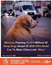 Earthling140381's tweet image. Boycott Murderous Morocco 🇲🇦🤬