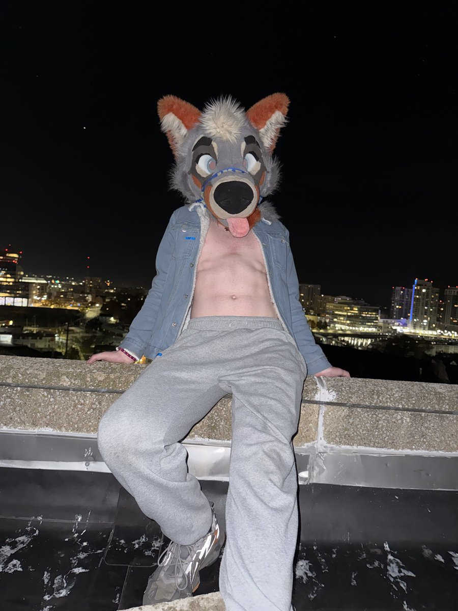 Iggydacat's tweet image. Cats and dogs 🙂‍↕️