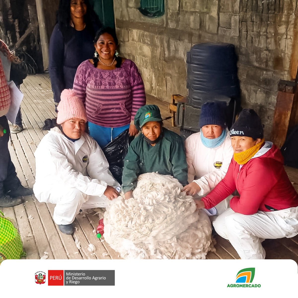 Agromercado_'s tweet image. #Pasco | 🦙📈 Para fortalecer la competitividad de la #fibra de alpaca, #Agromercado del Midagri capacitó a los productores de la Cooperativa Comunal San Pedro de Racco LTDA en la clasificación y categorización, considerando finura y longitud.