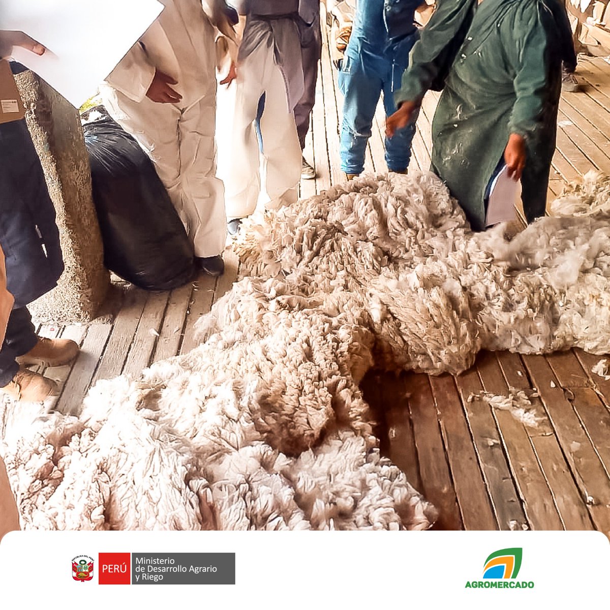 Agromercado_'s tweet image. #Pasco | 🦙📈 Para fortalecer la competitividad de la #fibra de alpaca, #Agromercado del Midagri capacitó a los productores de la Cooperativa Comunal San Pedro de Racco LTDA en la clasificación y categorización, considerando finura y longitud.