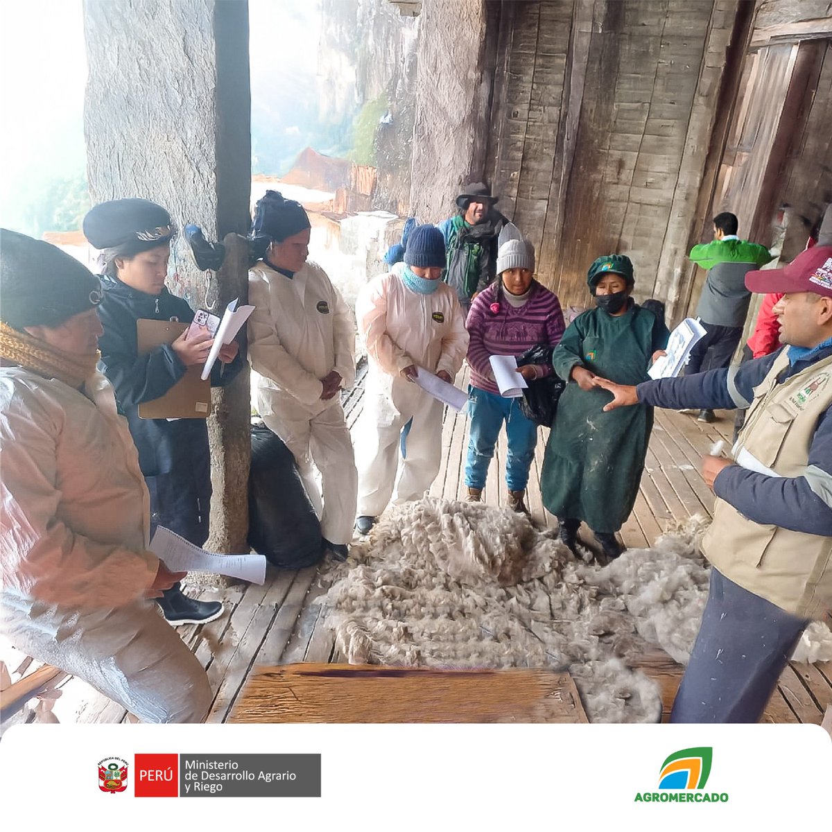 Agromercado_'s tweet image. #Pasco | 🦙📈 Para fortalecer la competitividad de la #fibra de alpaca, #Agromercado del Midagri capacitó a los productores de la Cooperativa Comunal San Pedro de Racco LTDA en la clasificación y categorización, considerando finura y longitud.