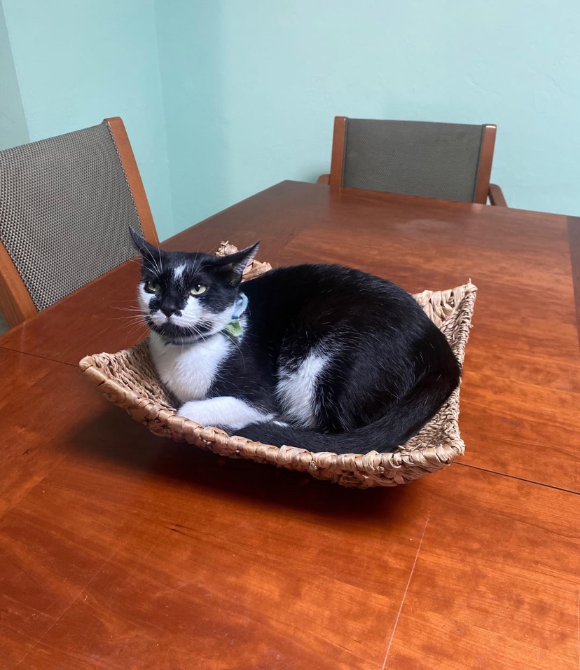 Show me your cats in places they aren’t meant to be

Roo has claimed the table centerpiece
