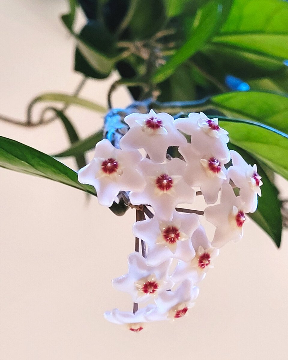 RusticWise's tweet image. This is the first time our wax plant (aka hoya plant) has bloomed! 🥰😍 Recently, we noticed a very sweet fragrance (smells like honey) and saw these tiny white clusters. 

#waxplant #hoya #hoyaplant #whiteflower #flowers #indoorplant #plantparent #indoorgardening #plants
