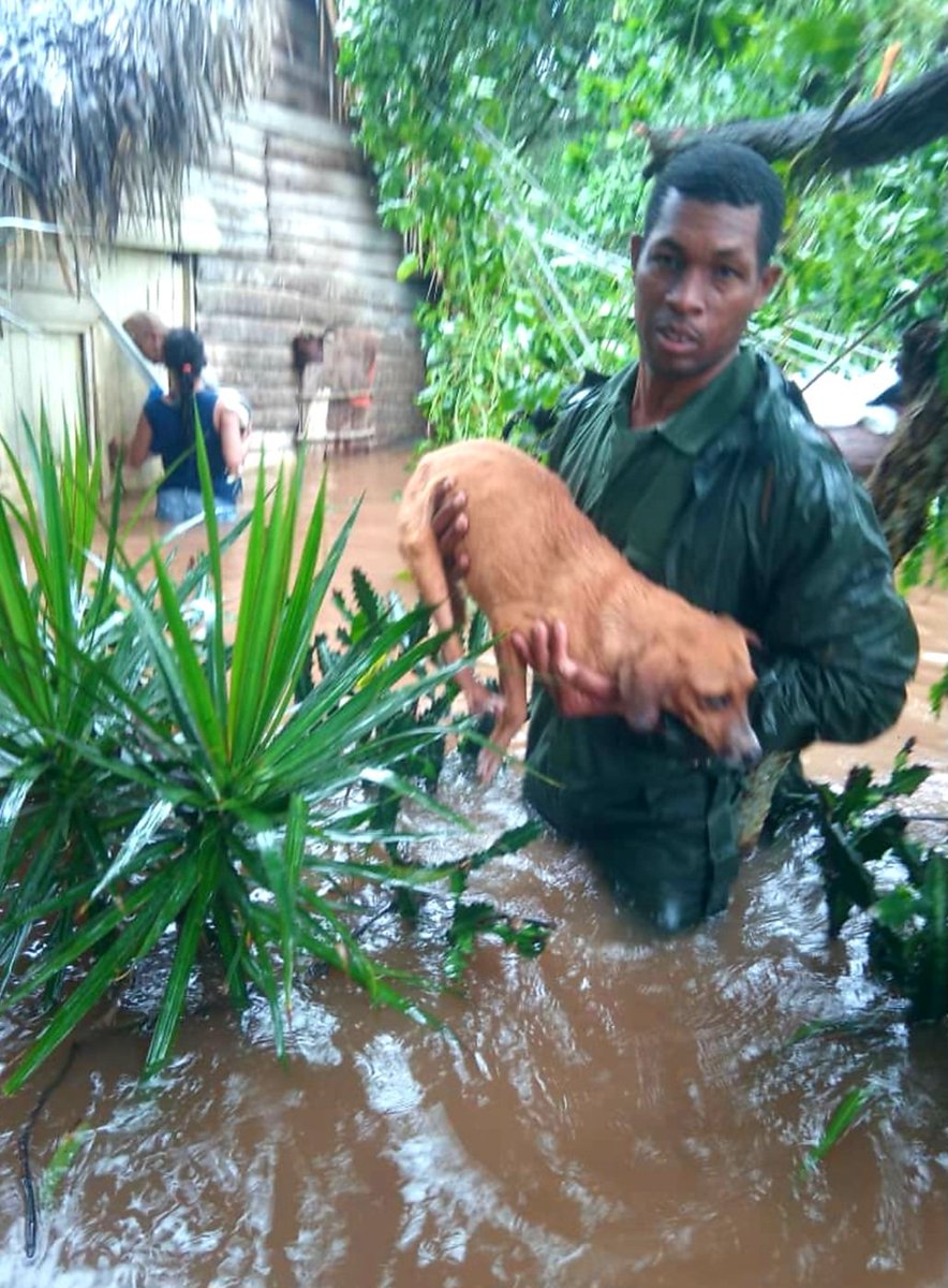 Vicente73977721's tweet photo. Mi #Cuba salvó hasta los perros. Cero fallecidos por el huracán Melissa. https://t.co/hhuu15hxYP
