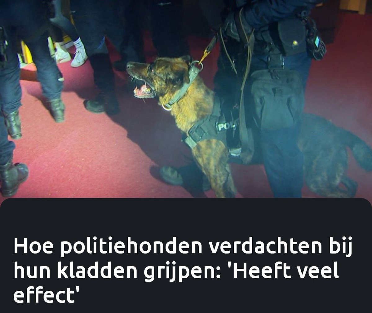 maartenbrink's tweet photo. Hoe #politiehonden verdachten bij hun kladden grijpen. Politiehonden zijn een belangrijk wapen van de politie. Ze worden b.v. gebruikt om te speuren naar een verdachte of om mee te dreigen bij rellen. “Een hond staat gelijk aan zo’n twintig collega’s”.
 https://t.co/LYsbJl7GlG https://t.co/exPnoO9Q5R